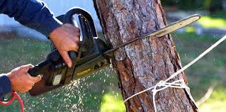 How Our Tree Care Process Works  in  Uhrichsville, OH